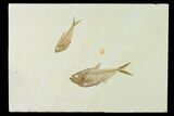Plate With Two Diplomystus Fossil Fish - Wyoming #137984-1